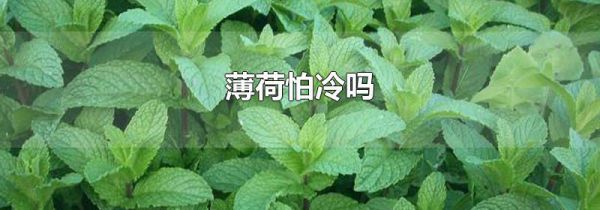 薄荷怕冷吗