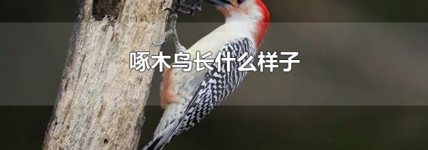 啄木鸟长什么样子