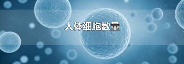 人体细胞数量