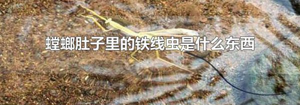螳螂肚子里的铁线虫是什么东西