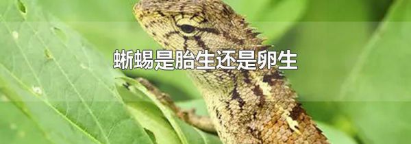 蜥蜴是胎生还是卵生