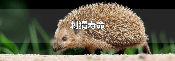 刺猬寿命