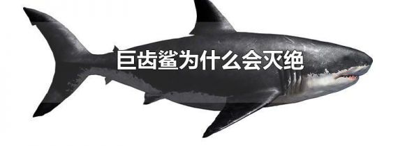 巨齿鲨为什么会灭绝