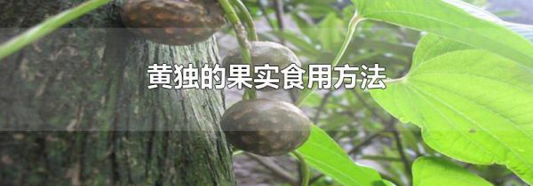 黄独的果实食用方法