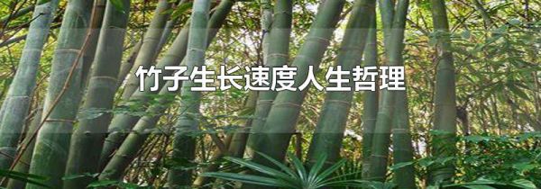 竹子生长速度人生哲理