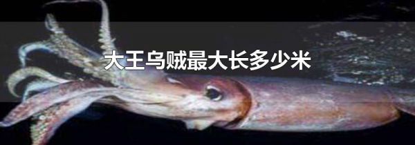 大王乌贼最大长多少米