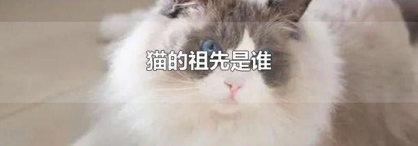 猫的祖先是谁