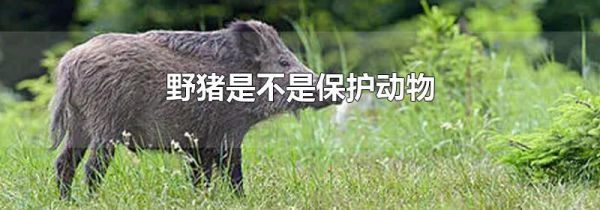 野猪是不是保护动物