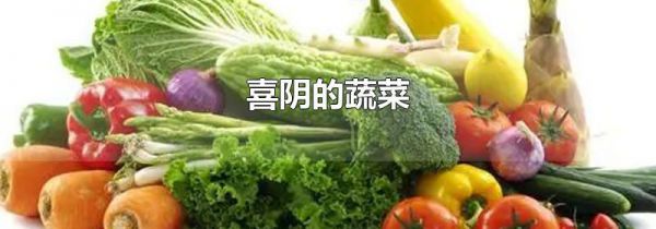 喜阴的蔬菜