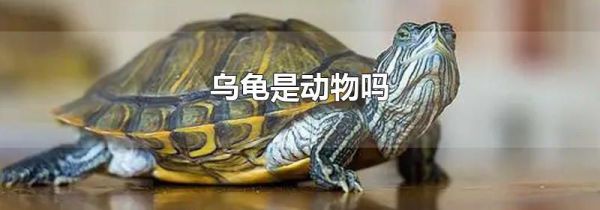 乌龟是动物吗