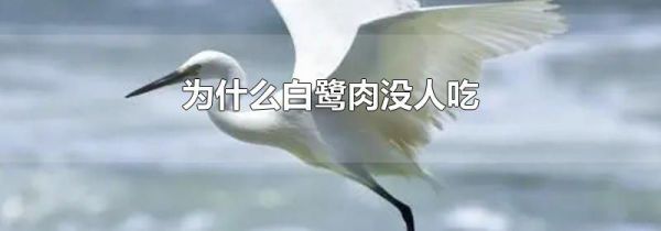 为什么白鹭肉没人吃