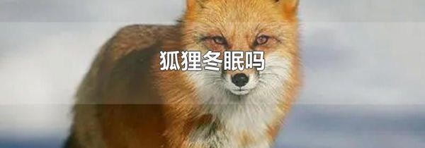 狐狸冬眠吗