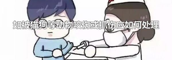 如被猫狗等动物咬伤或抓伤应如何处理