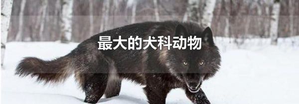 最大的犬科动物