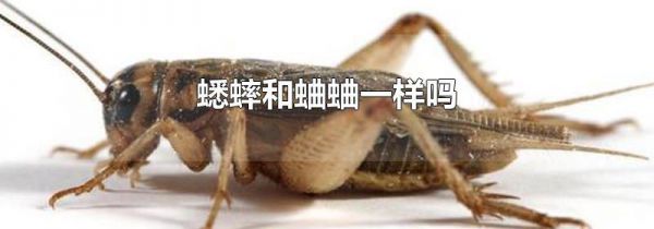 蟋蟀和蛐蛐一样吗