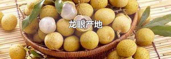 龙眼产地