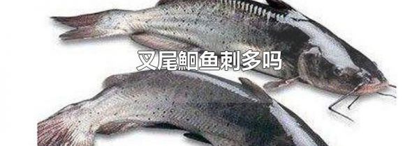 叉尾鮰鱼刺多吗