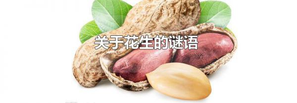 关于花生的谜语