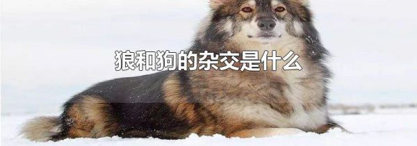 狼和狗的杂交是什么