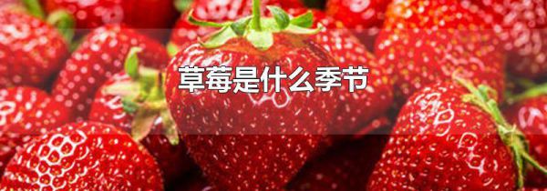 草莓是什么季节