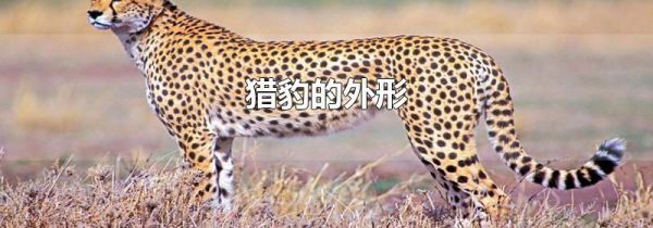 猎豹的外形