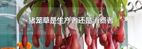 猪笼草是生产者还是消费者