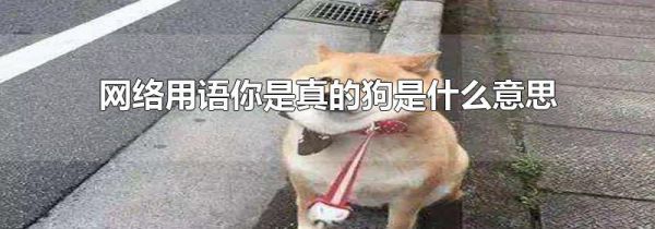 网络用语你是真的狗是什么意思