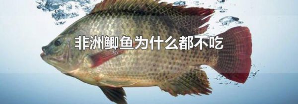非洲鲫鱼为什么都不吃