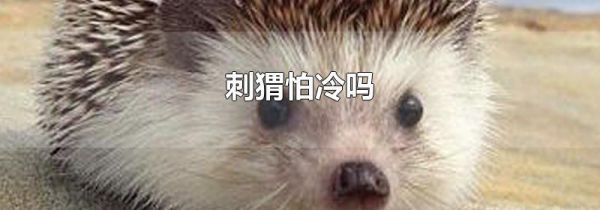 刺猬怕冷吗