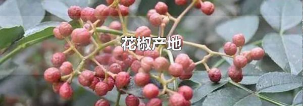 花椒产地