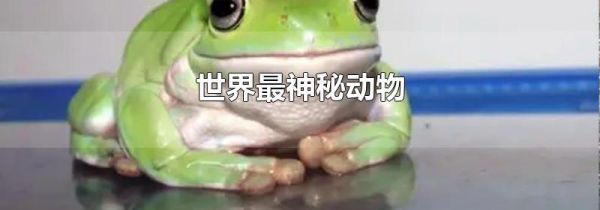 世界最神秘动物