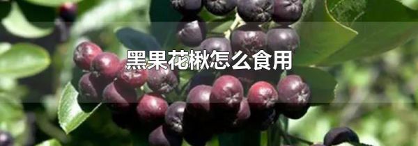 黑果花楸怎么食用