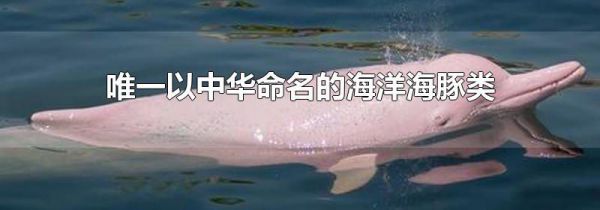 唯一以中华命名的海洋海豚类