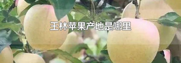 王林苹果产地是哪里