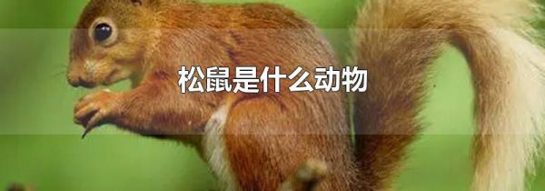 松鼠是什么动物