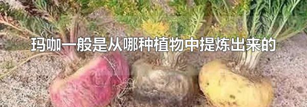 玛咖一般是从哪种植物中提炼出来的