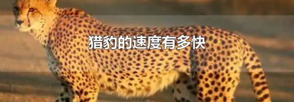 猎豹的速度有多快