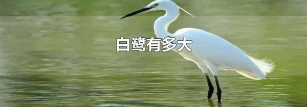 白鹭有多大