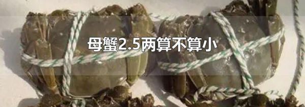 母蟹2.5两算不算小