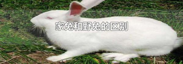 家兔和野兔的区别