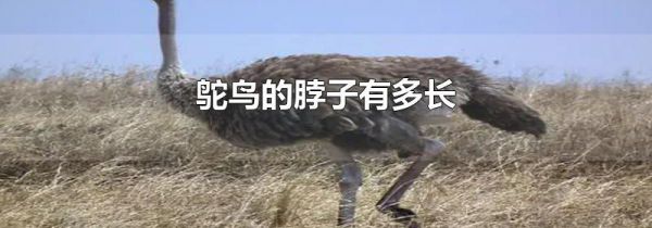 鸵鸟的脖子有多长