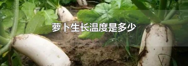 萝卜生长温度是多少