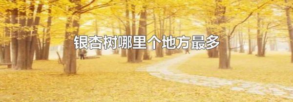 银杏树哪里个地方最多