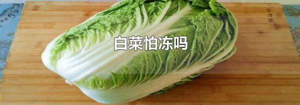 白菜怕冻吗