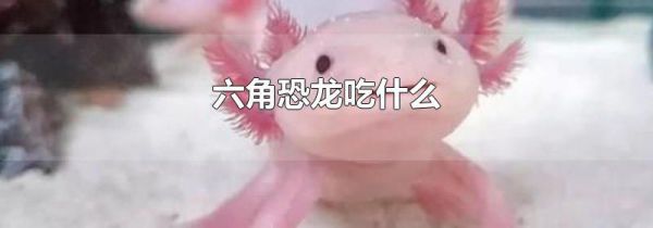 六角恐龙吃什么