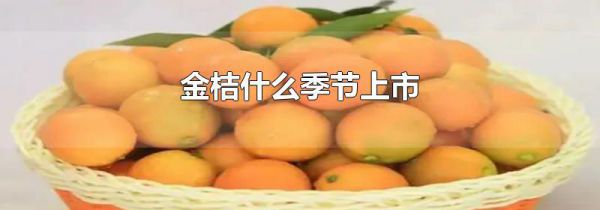 金桔什么季节上市