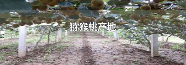 猕猴桃产地