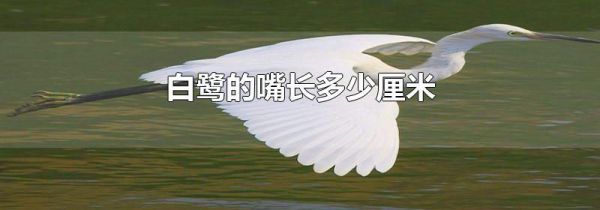 白鹭的嘴长多少厘米