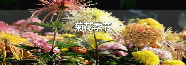 菊花季节