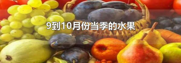 9到10月份当季的水果